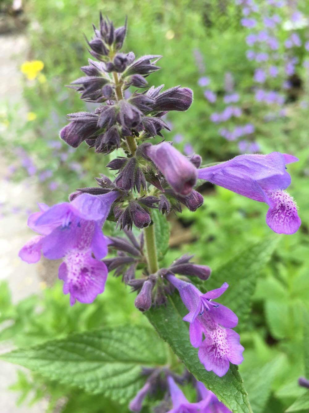 Nepeta 'Weinheim Big Blue'