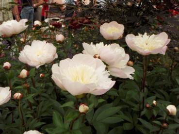 Paeonia lactiflora 'Immaculee'