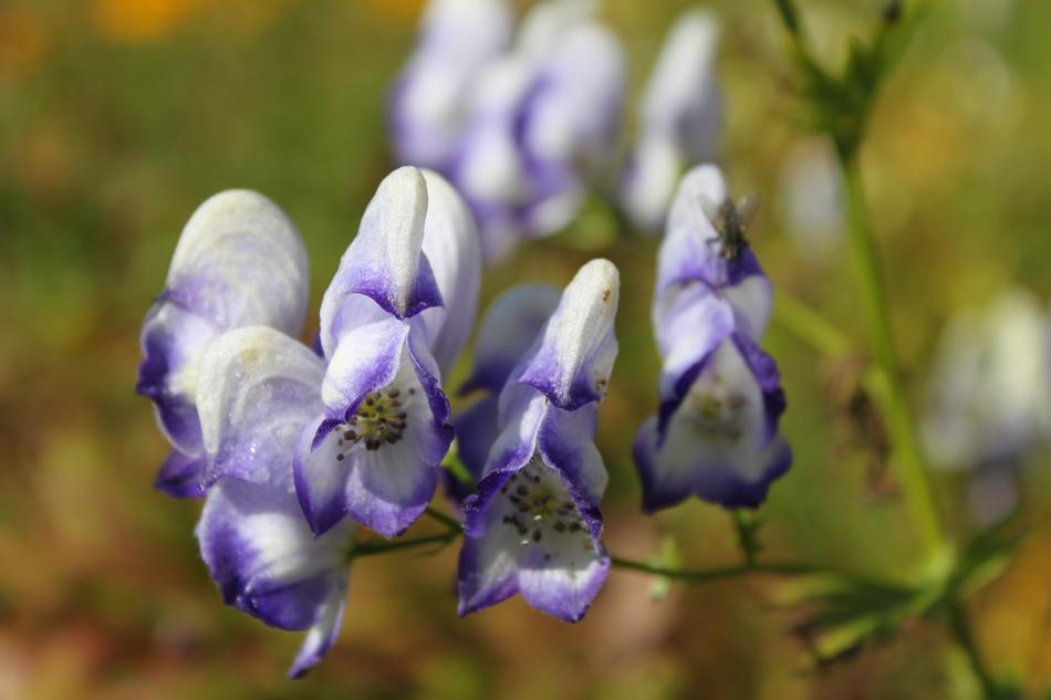 Aconitum x cammarum 'Bicolor' AGM