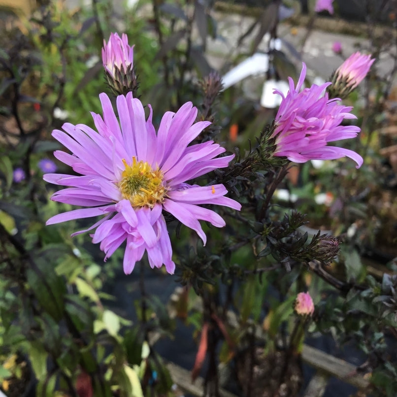 Aster laeve 'Glow In The Dark'  ( now named Symphyotrichum) Good for insects & birds