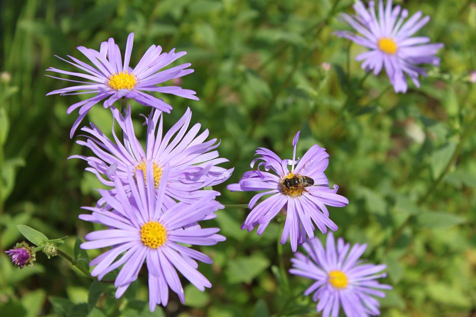 Aster x frikartii 'Monch' AGM or (Symphyotrichum) Attractive to wildlife