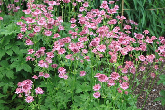 Astrantia 'Roma' PBR