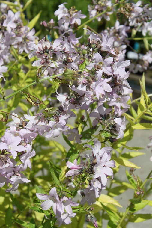 Campanula lactiflora 'Loddon Anna' AGM
