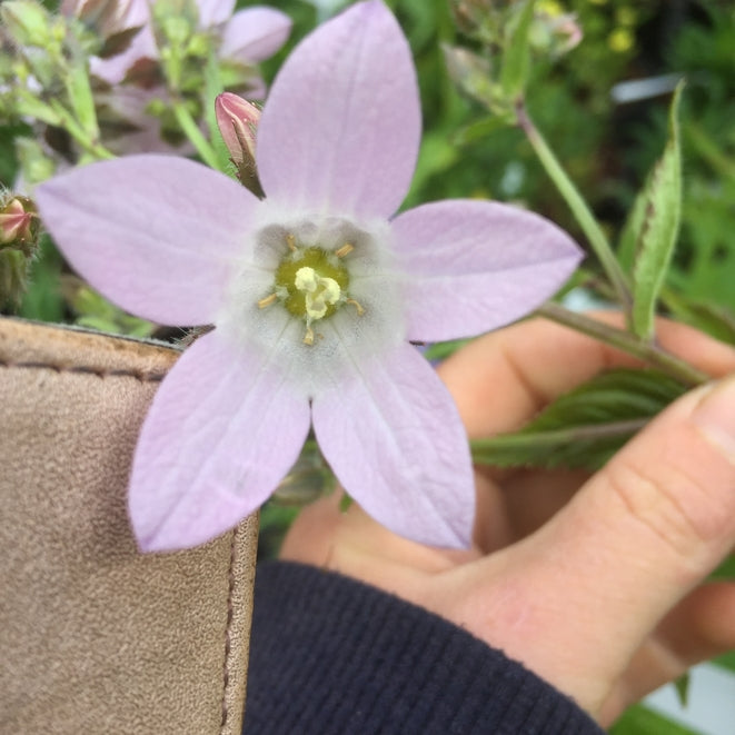 Campanula lactiflora 'Loddon Anna' AGM