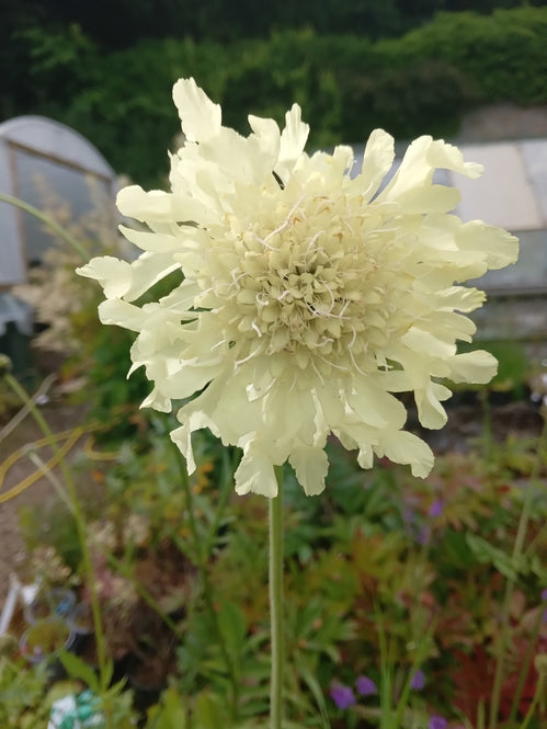 Cephalaria gigantea