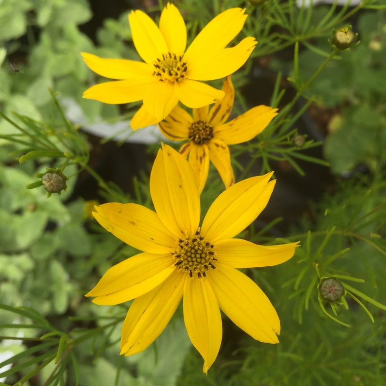 Coreopsis verticillata 'Zagreb' AGM   Attractive to insects**