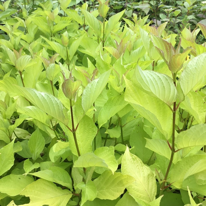 Cornus alba 'Aurea' AGM