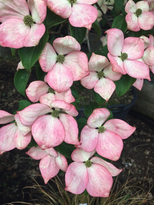 Cornus kousa 'Miss Satomi'