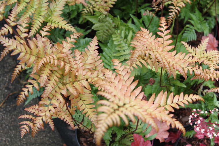 Dryopteris erythrosora AGM  (Buckler fern)  Provides shelter for small mammals & birds