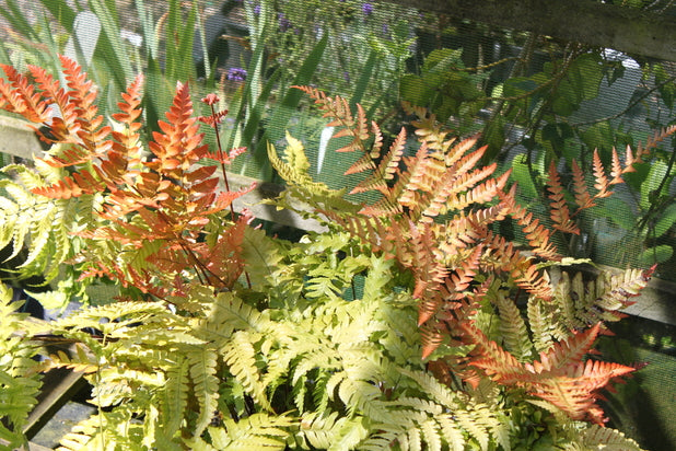 Dryopteris erythrosora AGM  (Buckler fern)  Provides shelter for small mammals & birds