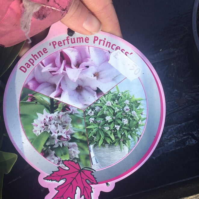Daphne 'Perfume Princess' PBR