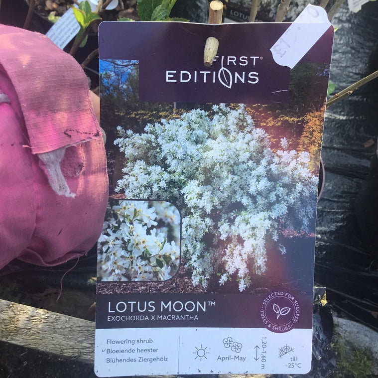 Exochorda 'Lotus Moon'