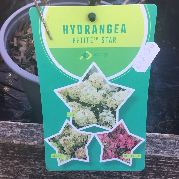 Hydrangea paniculata 'Petite Star' PBR (Recent introduction)