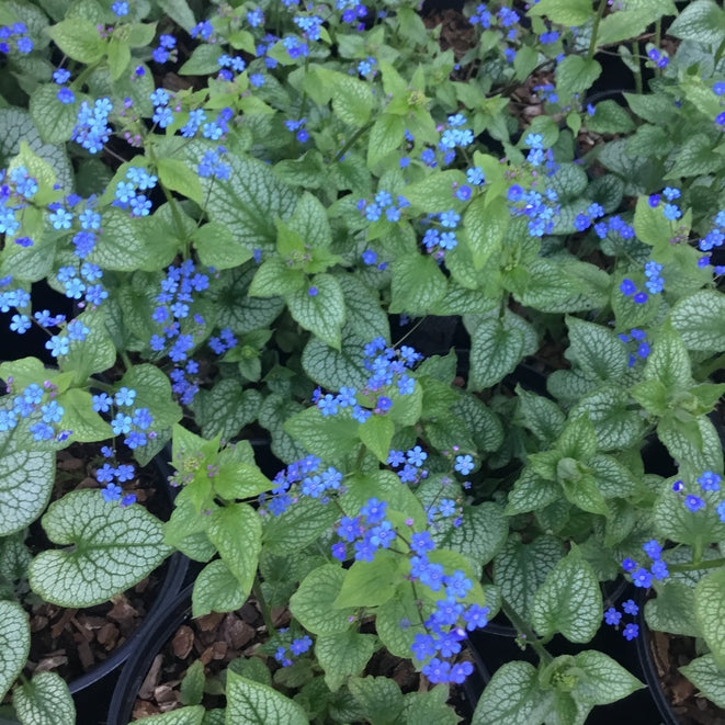 Brunnera 'Alexander's Great'  PBR  (Siberian Bugloss)  Deer/rabbit resistant