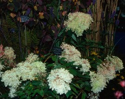 Hydrangea paniculata 'Phantom' AGM