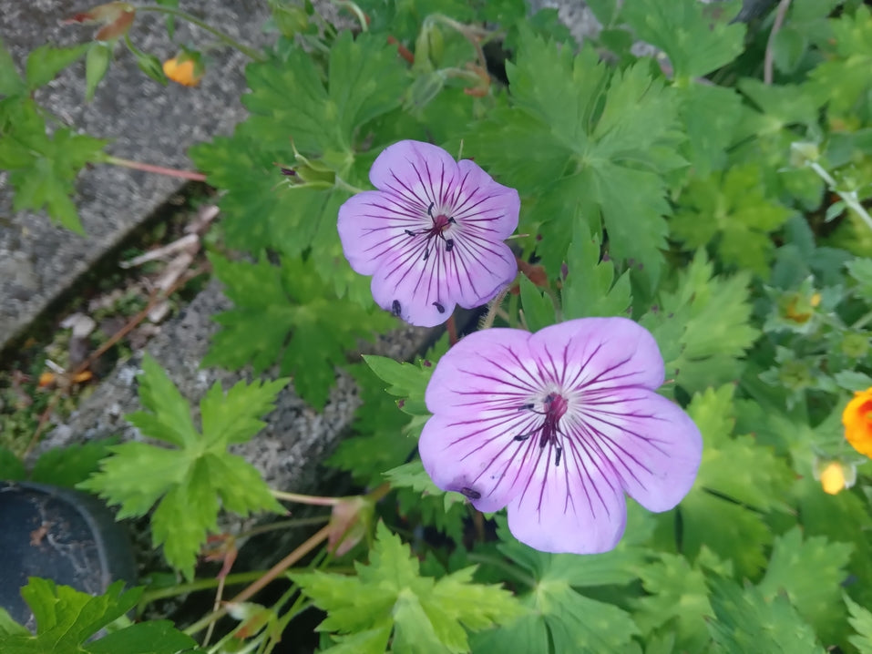 Geranium 'Kelly Anne'