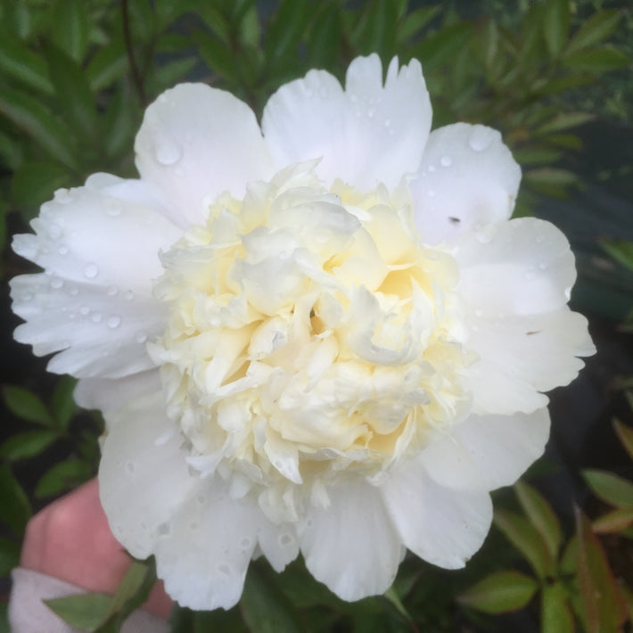 Paeonia lactiflora 'Charlie's White'