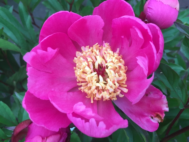 Paeonia lactiflora 'Henri-Potin'