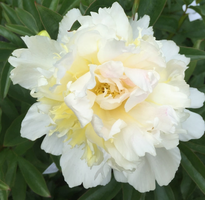 Paeonia lactiflora 'Top Brass'