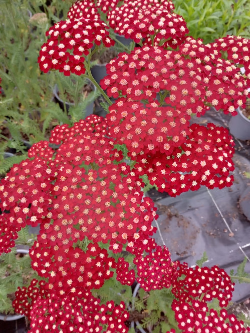 Achillea millefolium 'Pretty Woman'