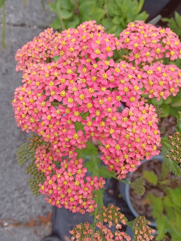 Achillea millefolium Pineapple Mango Caths Garden Plants