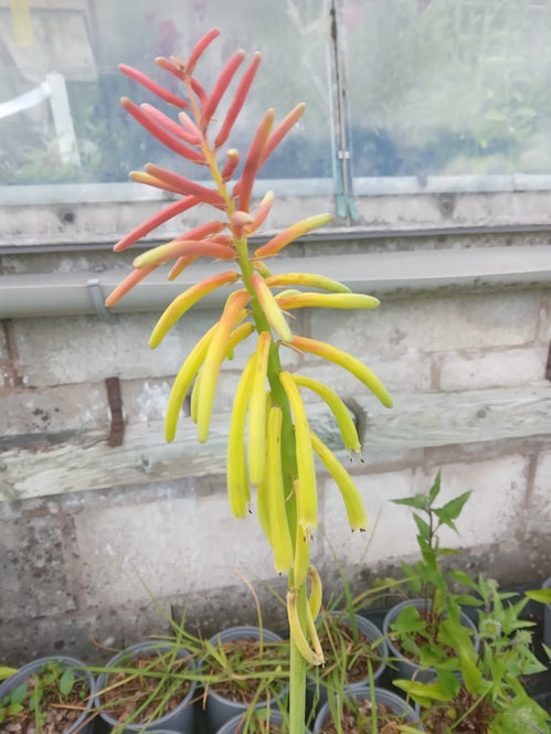 Kniphofia rufa Rasta