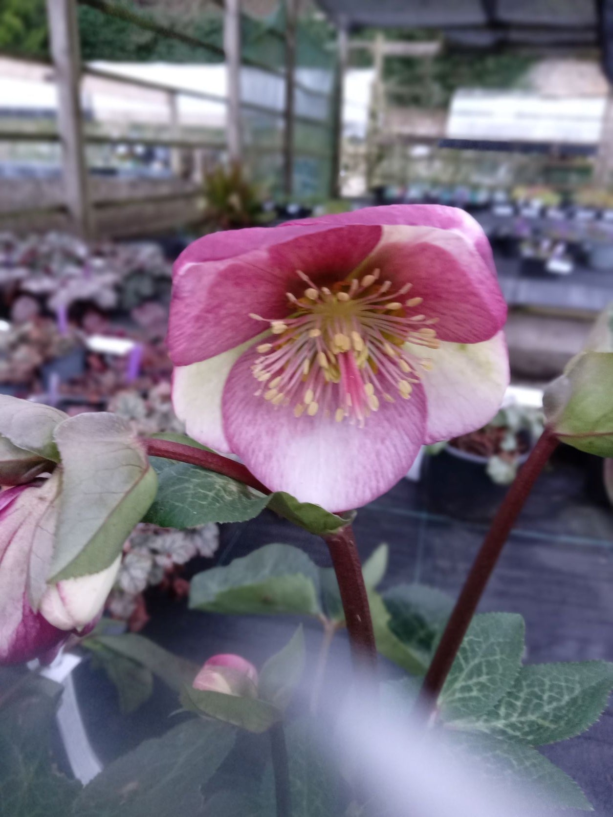Helleborus Frostkiss Glendas