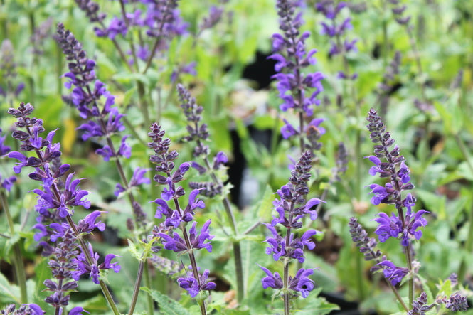 Salvia x sylvestris 'Viola Klose'