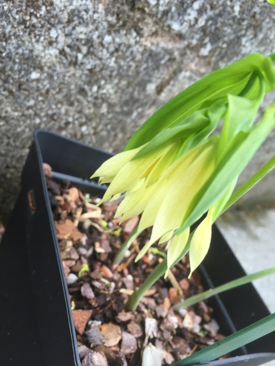 Uvularia grandiflora var. pallida